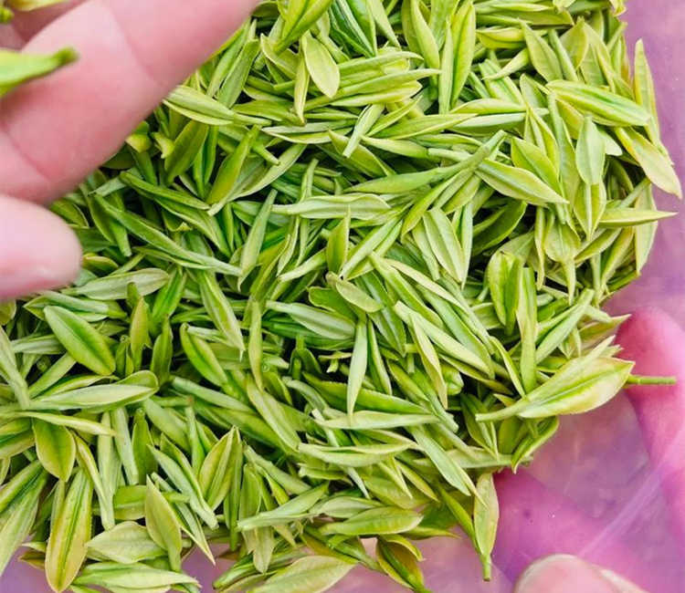 洛阳宜阳县安吉白茶专卖店，宜阳安吉白茶【价格、图片、地址、联系方式】