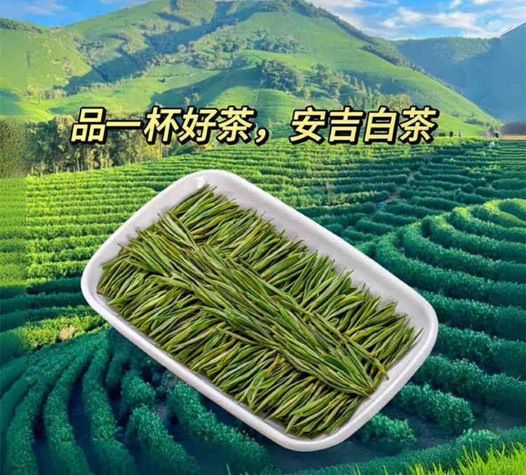 原产地安吉白茶怎么找，正宗安吉白茶茶农直销