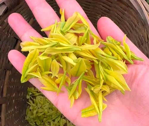 安吉奶白茶为什么叫奶白茶，皇金芽名字由来