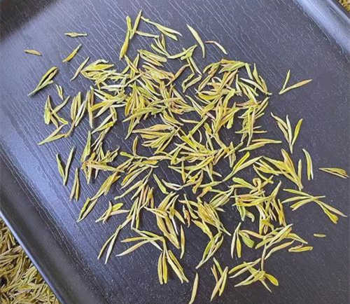 安吉奶白茶
