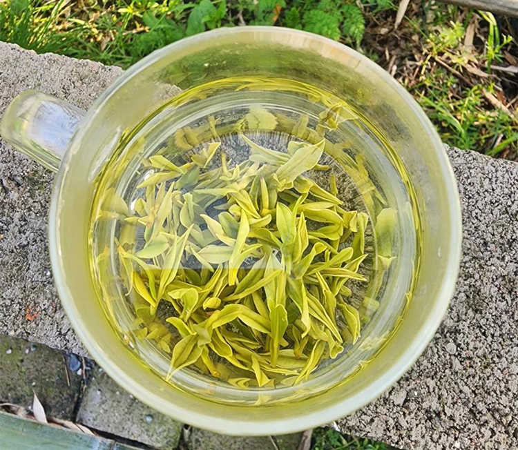 冷泡安吉白茶的正确冲泡方式
